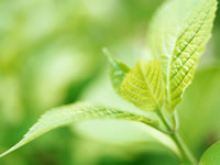 ��܂ɂ���